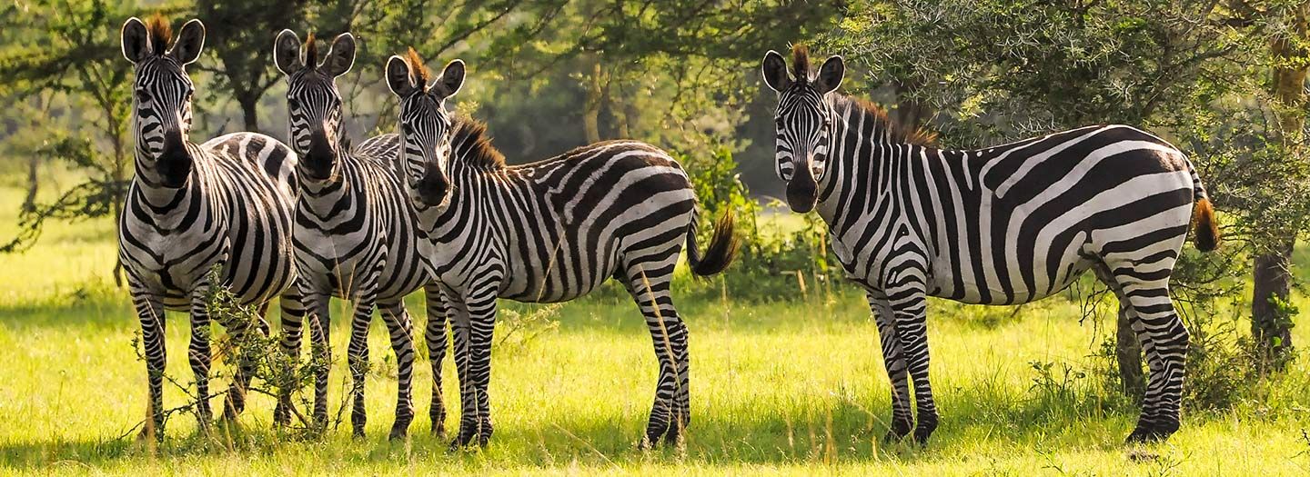 Lake Mburo National Park
